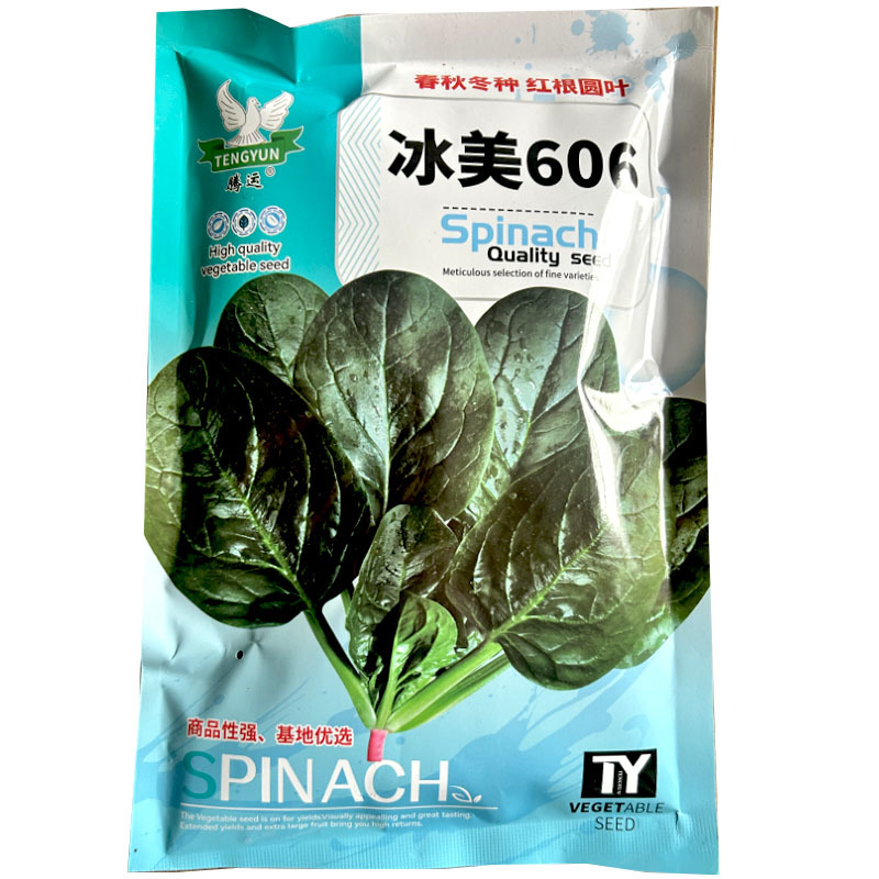 菠菜种子中熟冰美606红根菠菜籽圆叶菠菜耐寒叶深绿油亮叶