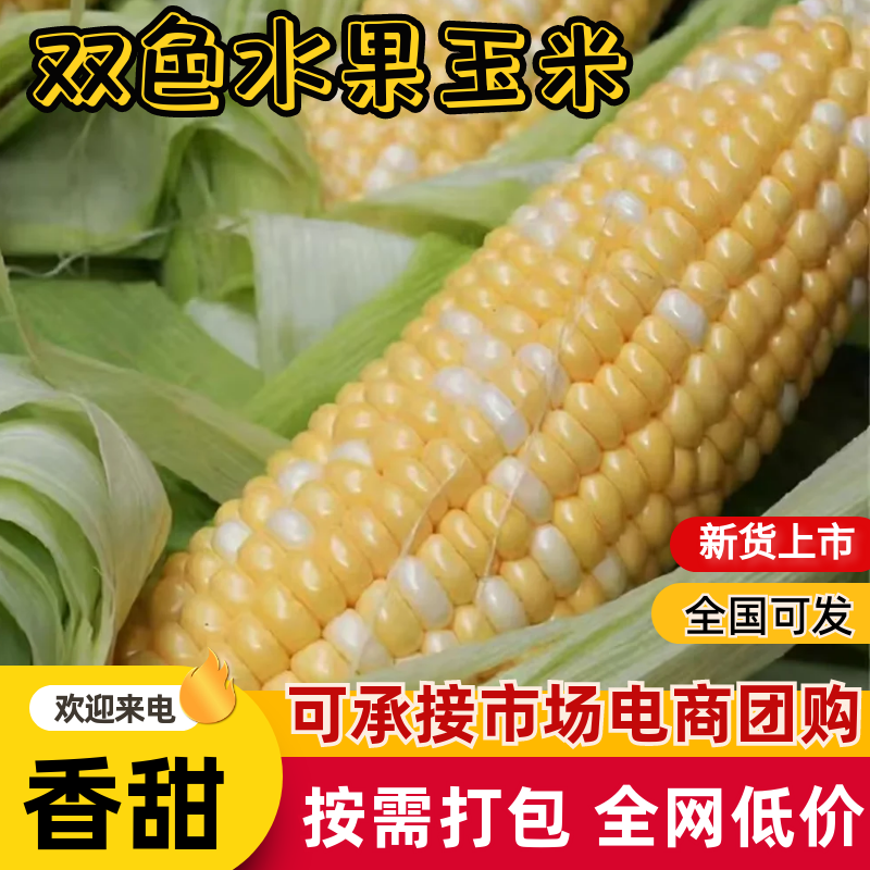 双色水果玉米品质保证服务周到产地直发价格美丽