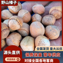 野山榛子，货源充足量大从优质量保证欢迎咨询