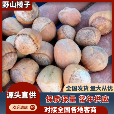 野山榛子，货源充足量大从优质量保证欢迎咨询
