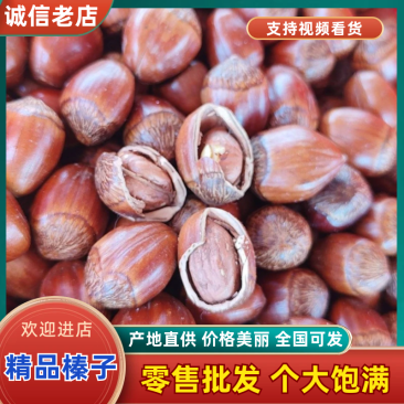 大果榛子，长毛质量保证货源充足量大从优欢迎咨询