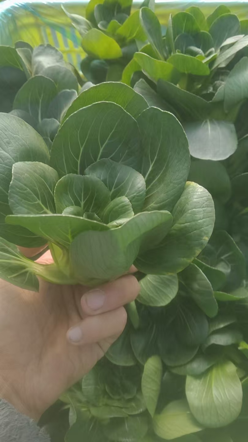 矮脚青七宝青小黑菜当地菜产地直销量大从优可视频看货