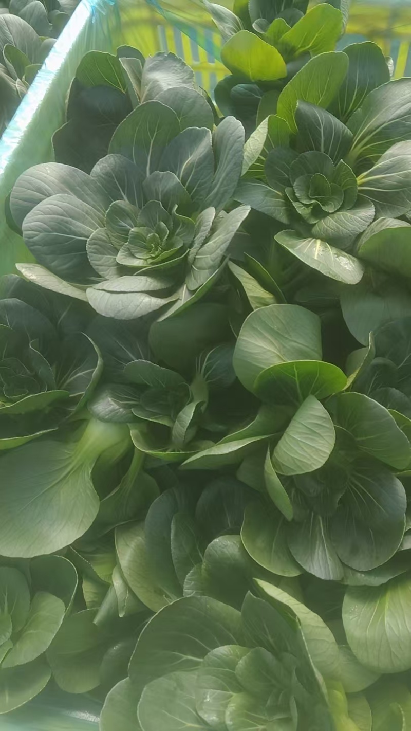 矮脚青七宝青小黑菜当地菜产地直销量大从优可视频看货