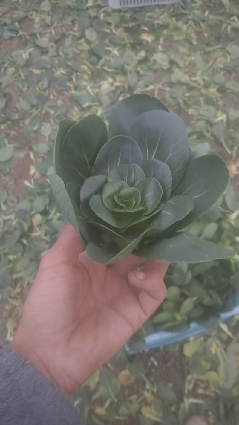 矮脚青七宝青小黑菜当地菜产地直销量大从优可视频看货