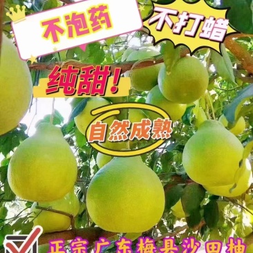 【热卖】沙田柚新鲜上市品质保证大量供应限广东试吃包邮