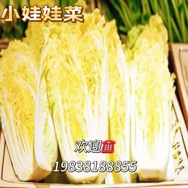 品质保证小娃娃菜精品发货价格合理需要联系