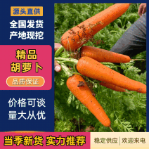 【推荐】精品胡萝卜一手货源产地直发货源充足欢迎咨询