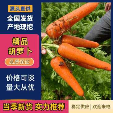 【推荐】精品胡萝卜一手货源产地直发货源充足欢迎咨询