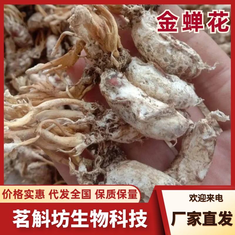 金蝉花，竹林蝉花，个个饱满，一件代发，欢迎洽谈合作