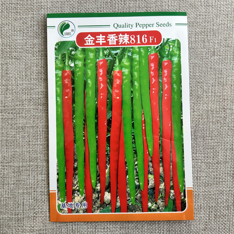 金丰香辣816线椒籽1000粒辣味浓香节节有果产量高