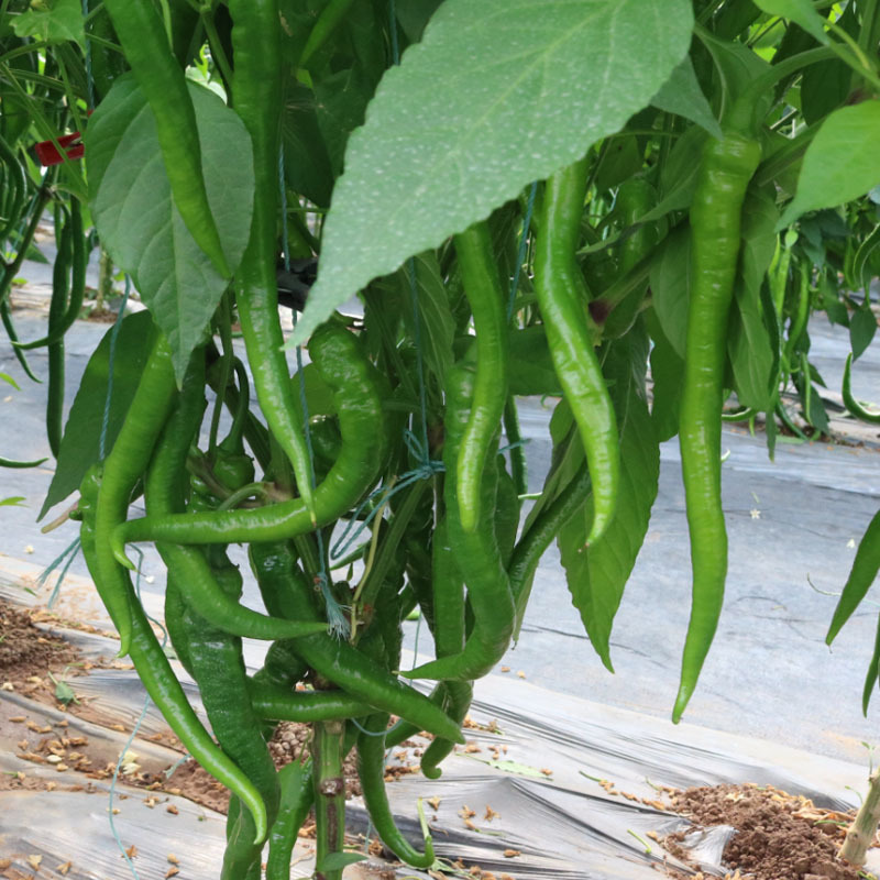 金丰香辣816线椒籽1000粒辣味浓香节节有果产量高