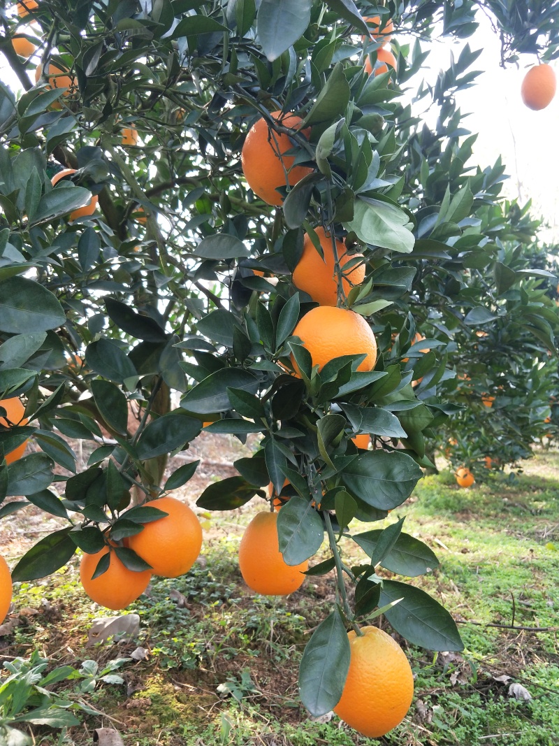 脐橙橙子🍊纽荷尔宜昌价格美丽色均匀口感好对接全国
