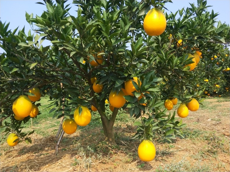 脐橙橙子🍊纽荷尔宜昌价格美丽色均匀口感好对接全国