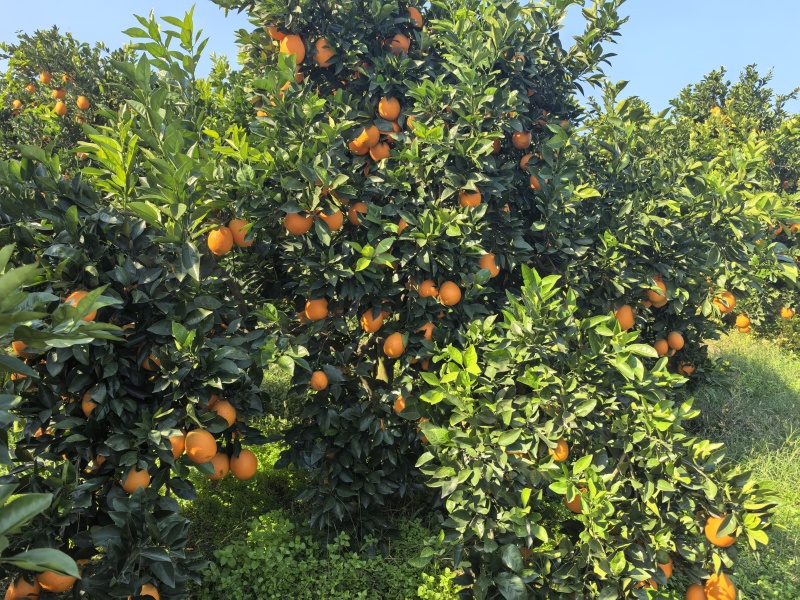 纽荷尔脐橙🍊橙子汁多味美产地直销量大从优可视频看货