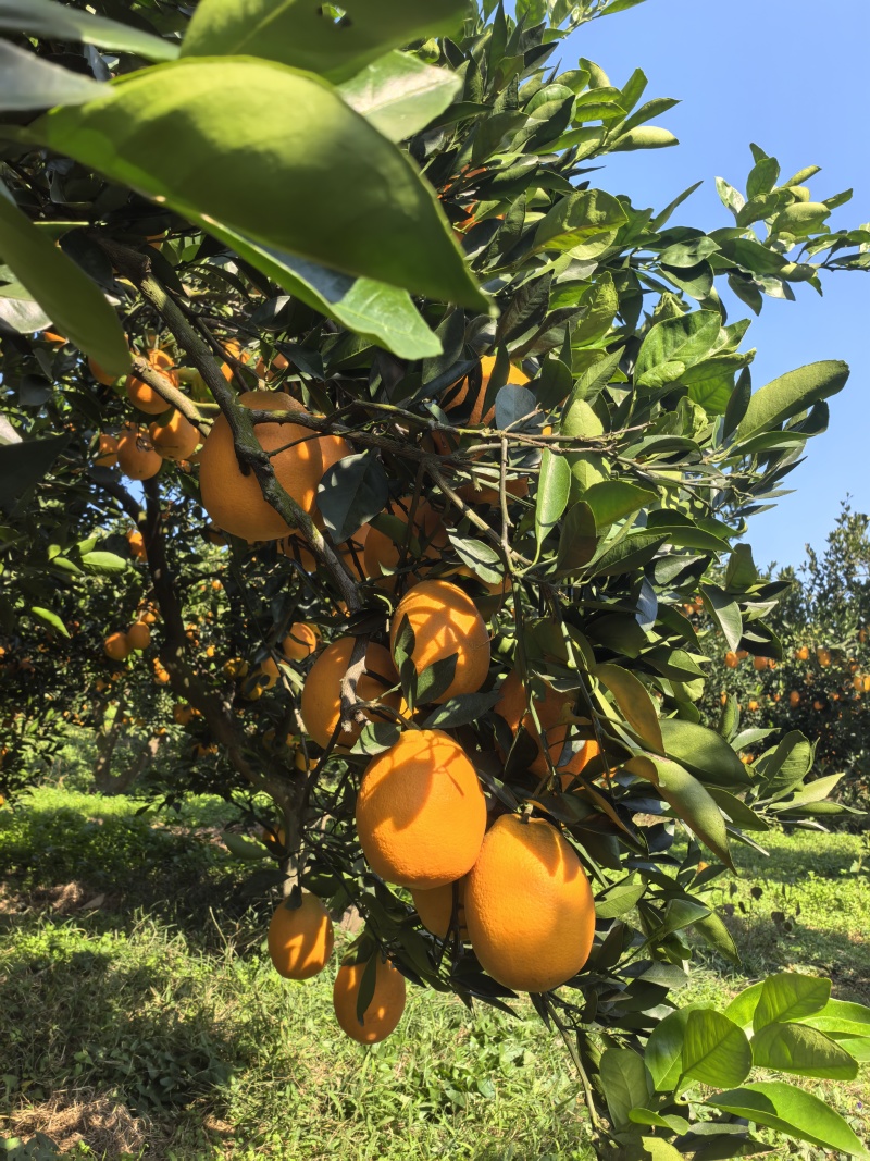 纽荷尔脐橙🍊橙子汁多味美产地直销量大从优可视频看货