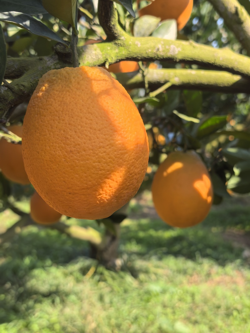 纽荷尔脐橙🍊橙子汁多味美产地直销量大从优可视频看货