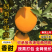 纽荷尔脐橙🍊橙子汁多味美产地直销量大从优可视频看货