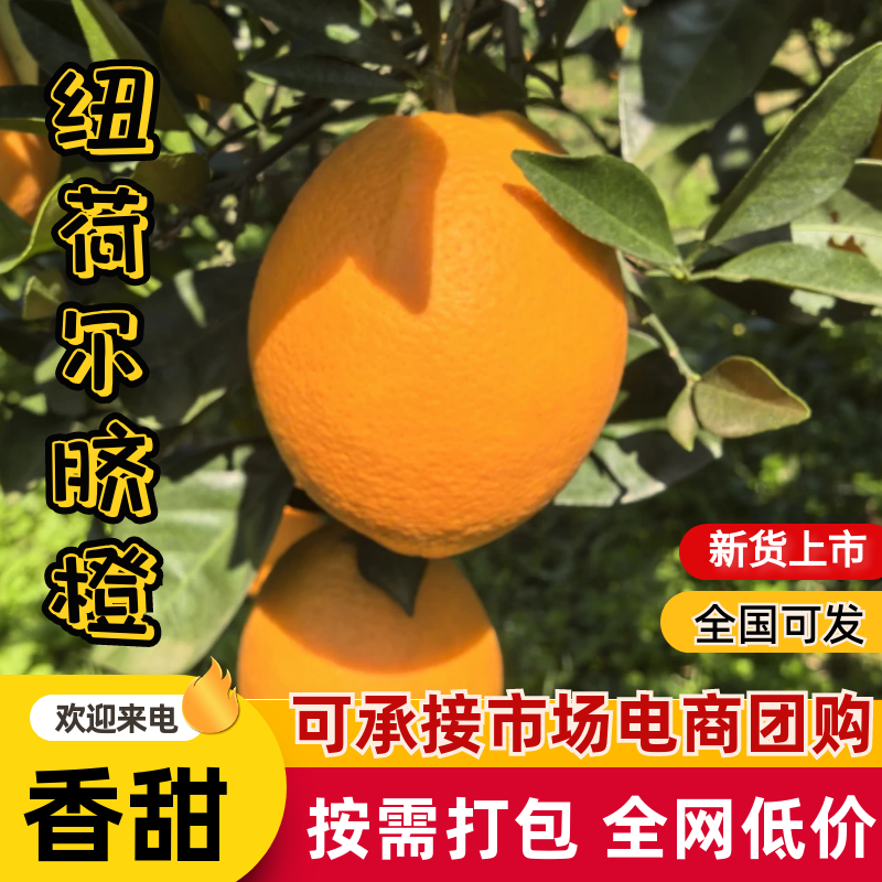 纽荷尔脐橙🍊橙子汁多味美产地直销量大从优可视频看货