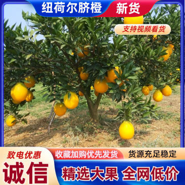 脐橙橙子🍊纽荷尔宜昌价格美丽色均匀口感好对接全国