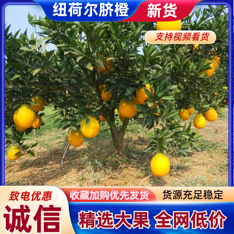 脐橙橙子🍊纽荷尔宜昌价格美丽色均匀口感好对接全国