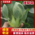 矮脚青七宝青小黑菜当地菜产地直销量大从优可视频看货