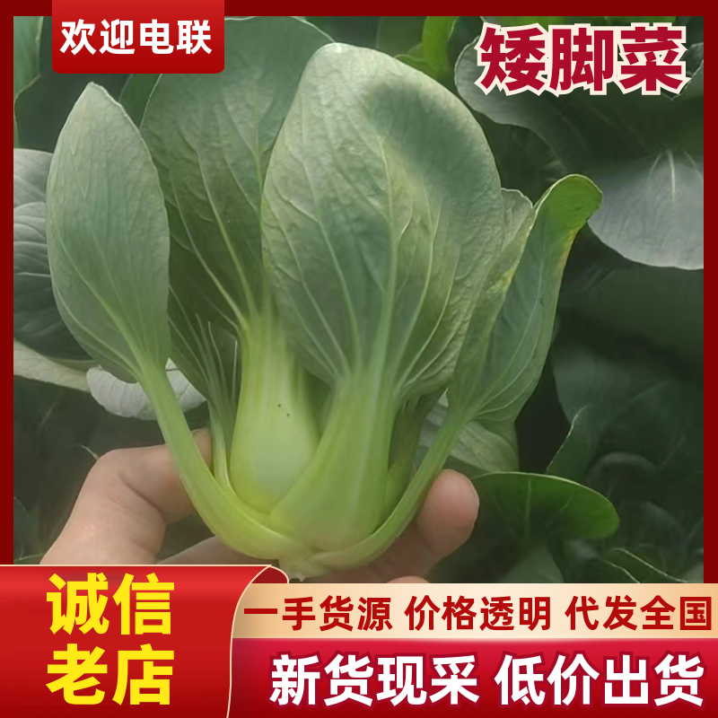 矮脚青七宝青小黑菜当地菜产地直销量大从优可视频看货