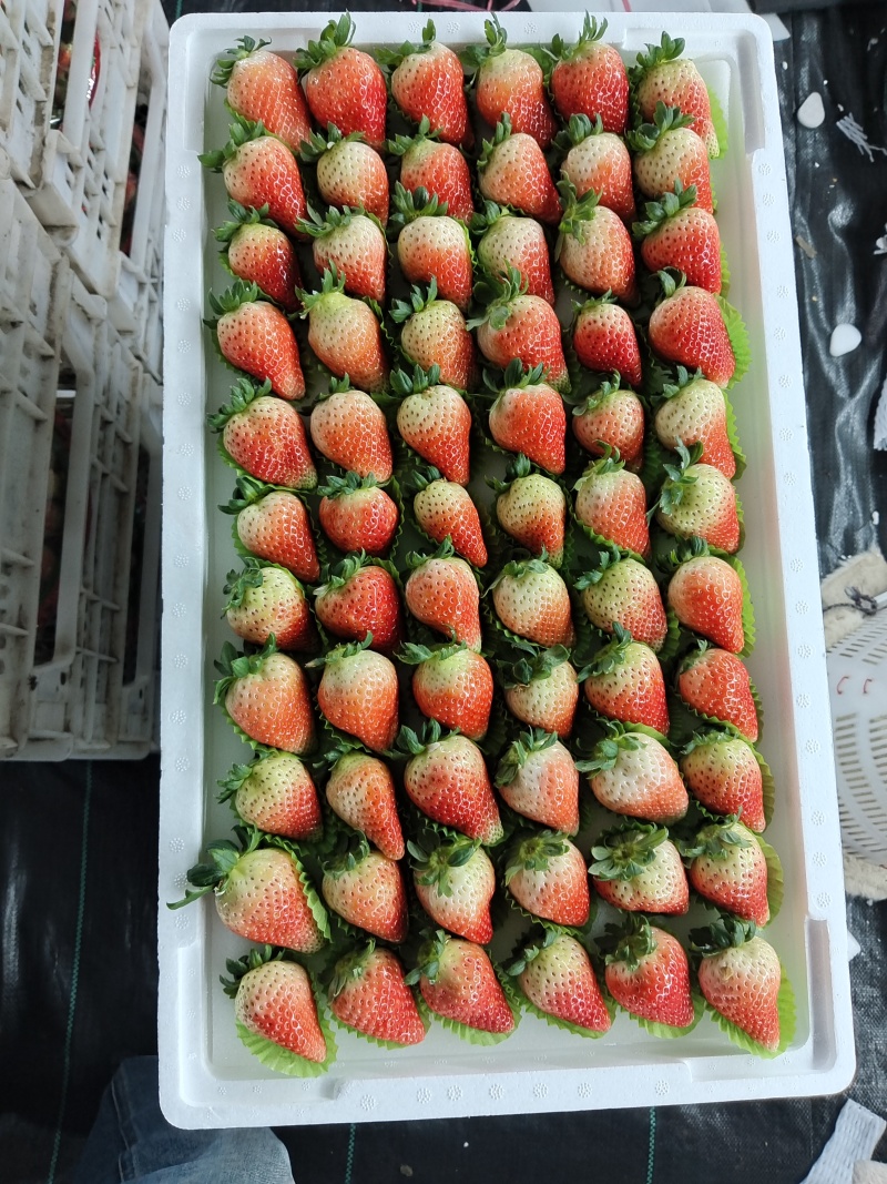 奶油草莓天仙醉/新鲜采摘/品质保证/欢迎来电洽谈价更优惠