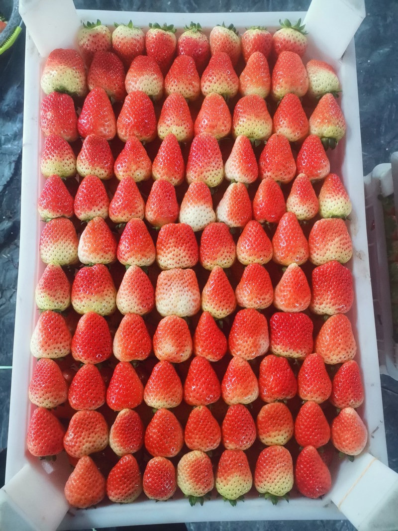 安徽精品奶油草莓/自己种植/品质保证/欢迎来电详谈
