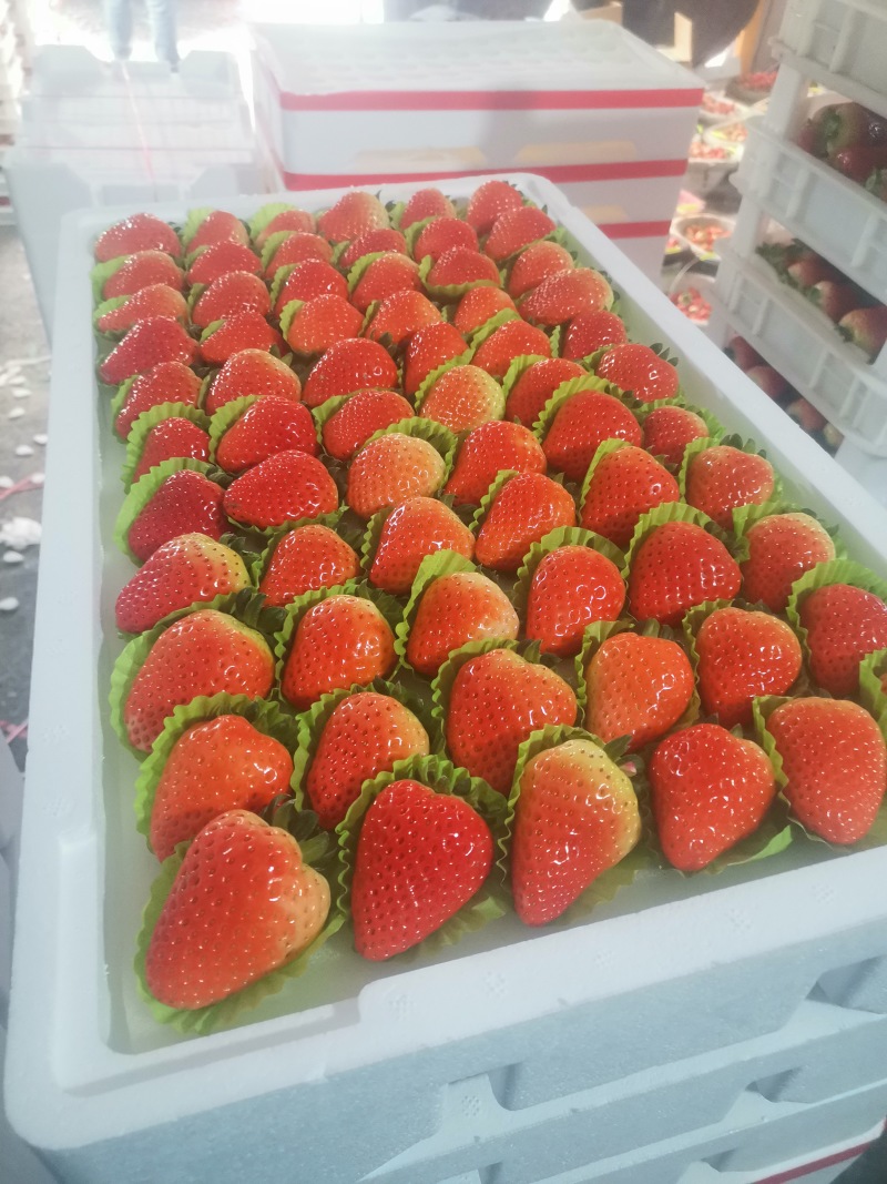 草莓奶油天仙醉价格美丽品质上乘支持视频看货欢迎来电