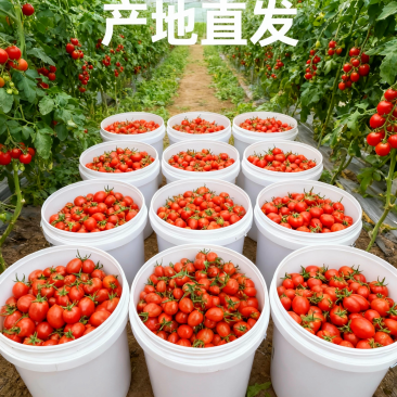山东核心产区釜山88圣女果生态种植产地直发