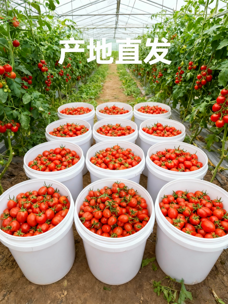 山东核心产区釜山88圣女果生态种植产地直发