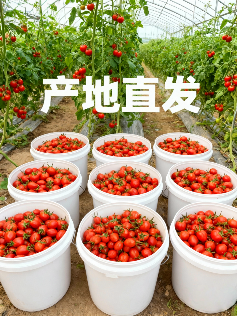 山东核心产区釜山88圣女果生态种植产地直发
