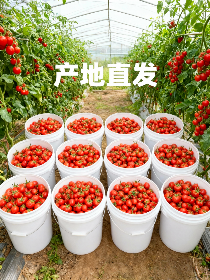 山东核心产区釜山88圣女果生态种植产地直发
