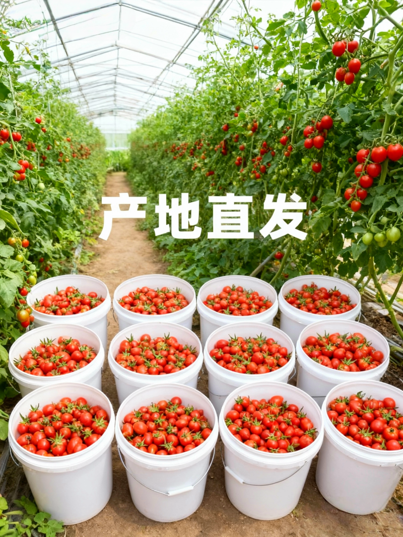 山东核心产区釜山88圣女果生态种植产地直发