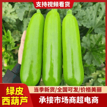 山东绿皮西葫芦条形好表皮干净无擦伤疤痕大小规格可挑可网袋纸箱