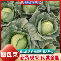 云南曲靖精品甘蓝大量上市中，无虫子，无斑点量大丛优