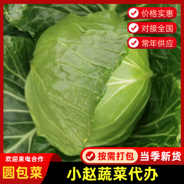 云南曲靖精品平包莲花白品质过硬云南产地直发欢迎选购