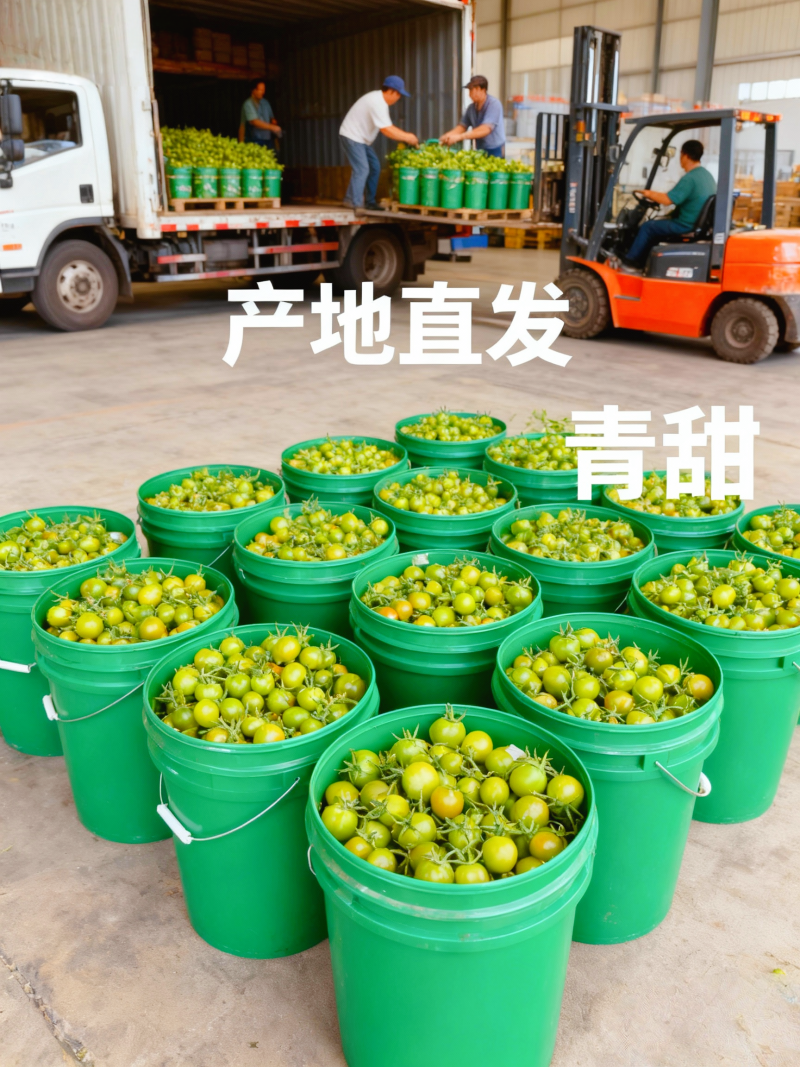 山东青甜小番茄产地直批不转手商超供货新鲜有保障