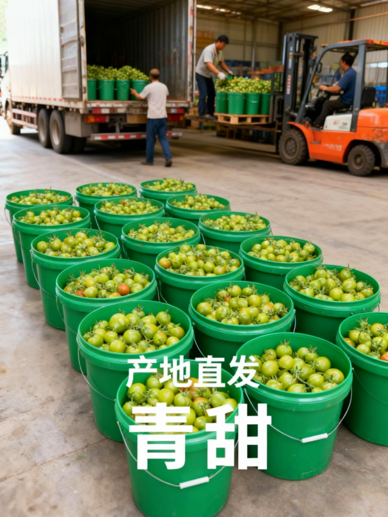 山东青甜小番茄产地直批不转手商超供货新鲜有保障