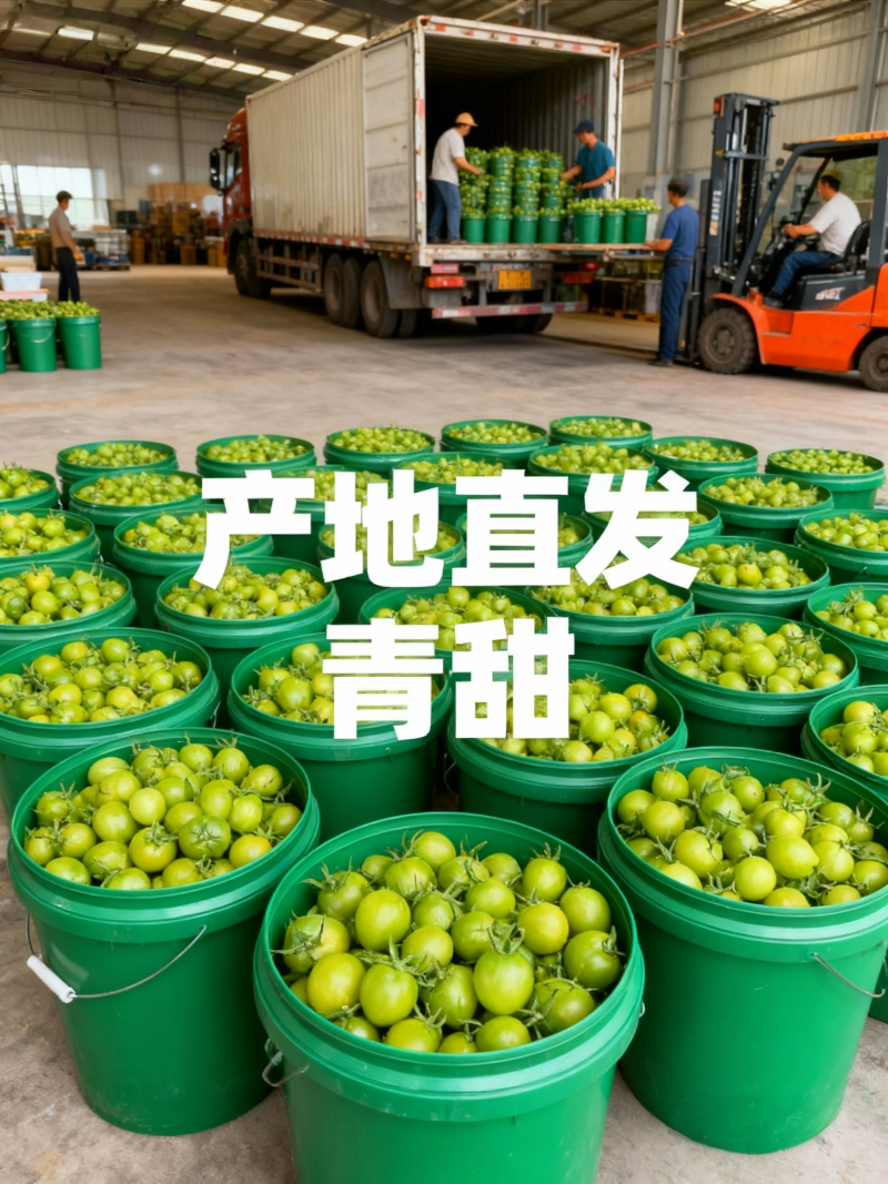 山东青甜小番茄产地直批不转手商超供货新鲜有保障