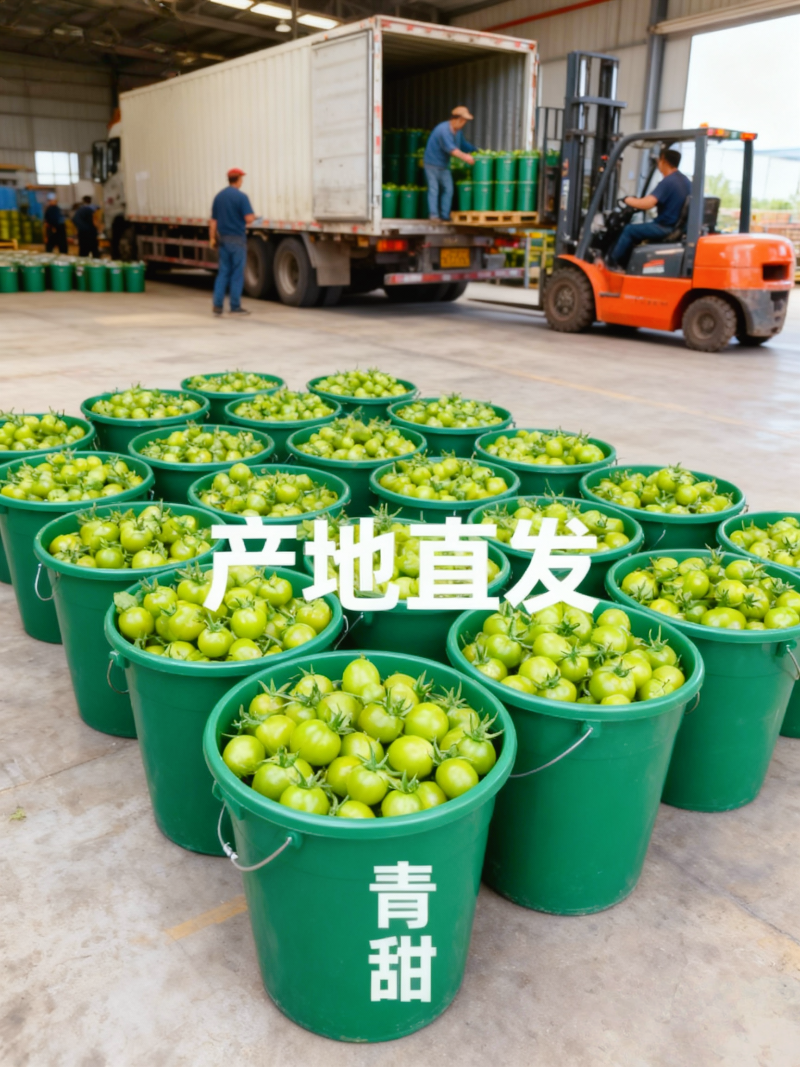 山东青甜小番茄产地直批不转手商超供货新鲜有保障