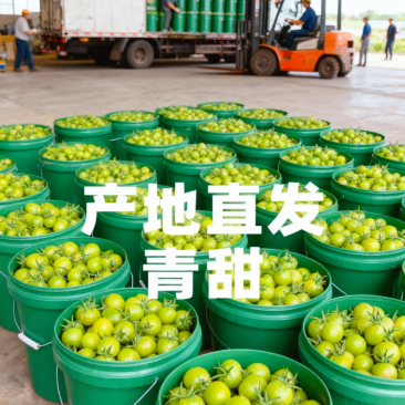 山东青甜小番茄产地直批不转手商超供货新鲜有保障