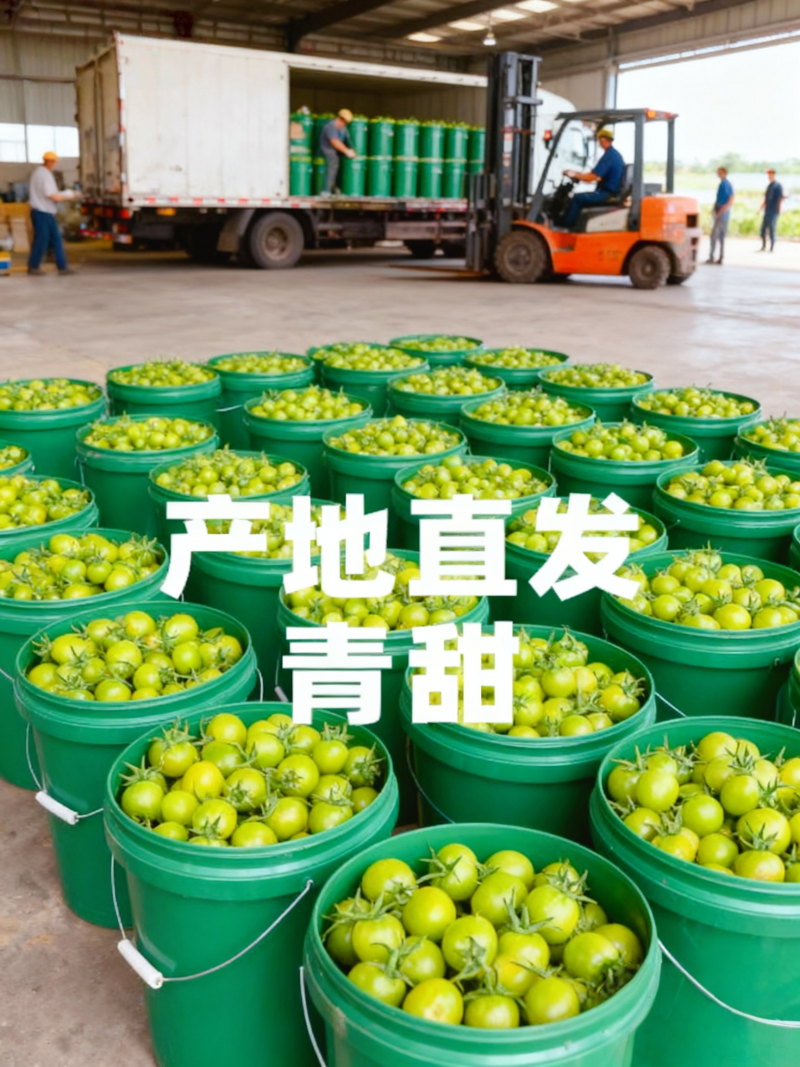 山东青甜小番茄产地直批不转手商超供货新鲜有保障