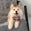 何瑞超的一亩田店铺
