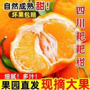 优选四川耙耙柑供应超市档口商贩价格透明全国走货