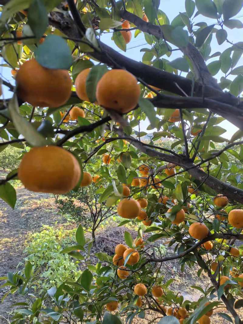 【万人好评】南丰蜜橘产地直发果面干净保质保量