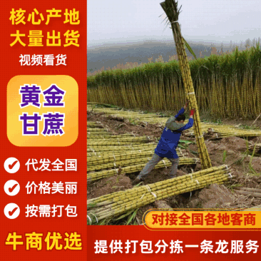 云南黄皮甘蔗，量大从优，产地直销，保质保量，代发全国
