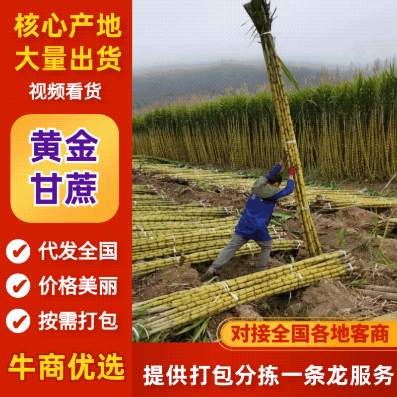 云南黄皮甘蔗，量大从优，产地直销，保质保量，代发全国