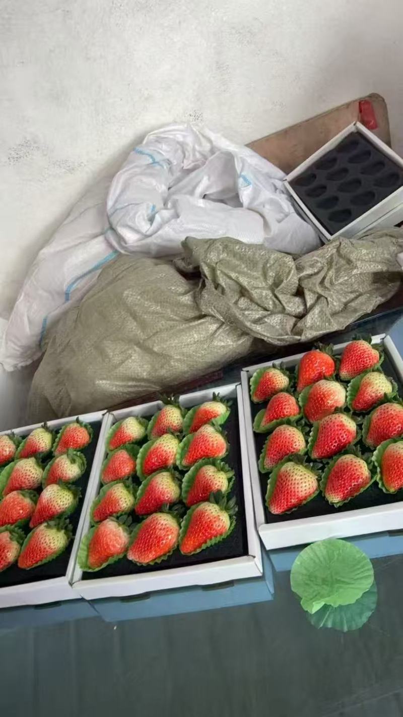 【新鲜采摘】河南商丘天仙醉草莓规格齐全按需包装批发市场