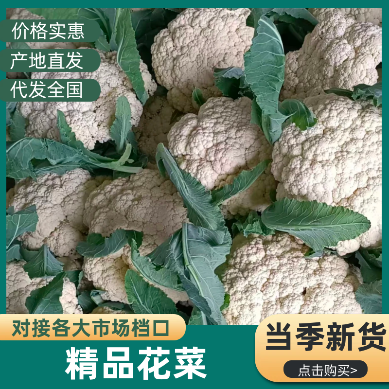 精品白面青梗有机花菜品质保证货源充足量大从优